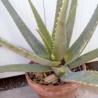 Lote 2 macetas Aloe Vera. Precio lote