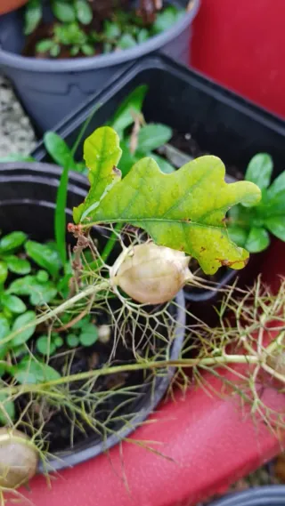 Roble árbol joven 1.5 años, dos