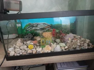 Pecera con accesorios