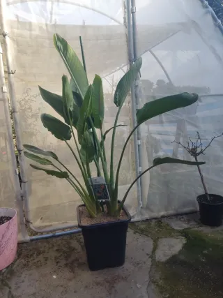 Ave del paraíso (Strelitzia reginae)