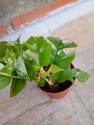 Monstera minima tetrasperma variegata