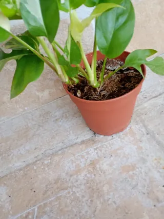 Monstera minima tetrasperma variegata