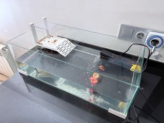 Tortuguera de cristal con accesorios.