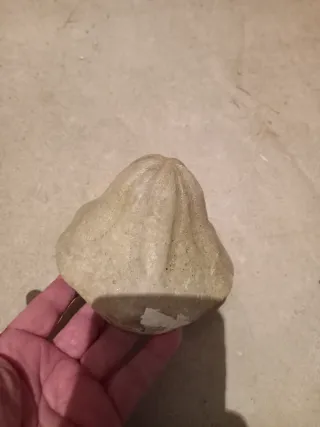 Dos Fósiles Erizo Clypeaster