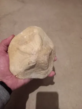 Dos Fósiles Erizo Clypeaster