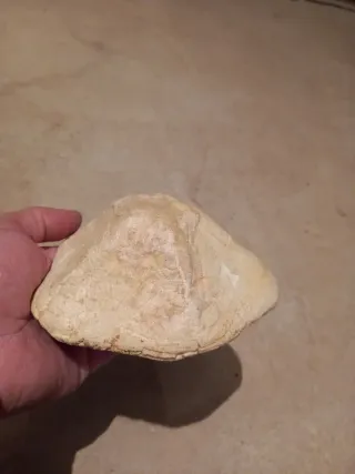 Dos Fósiles Erizo Clypeaster