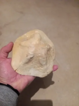 Dos Fósiles Erizo Clypeaster