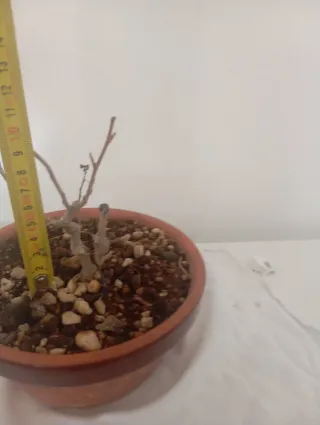 Pre bonsai de morera