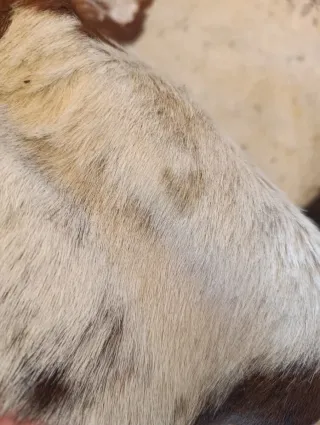 Alfombra Piel Auténtica  blanca/Beige/Marrón