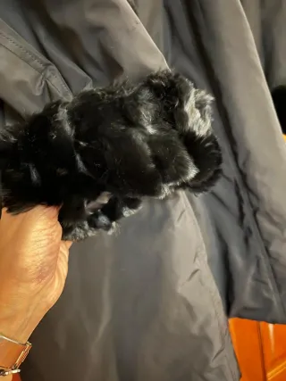 Abrigo Talla Moda Negro con Pelo