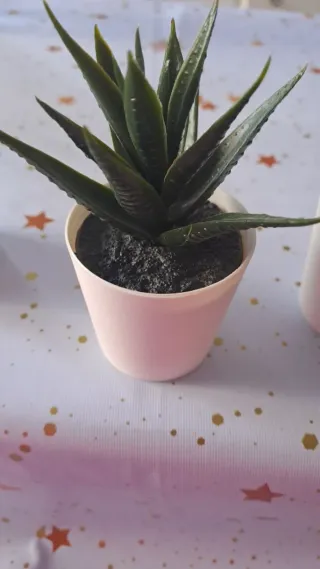 Pack 3 Plantas Decorativas Ikea