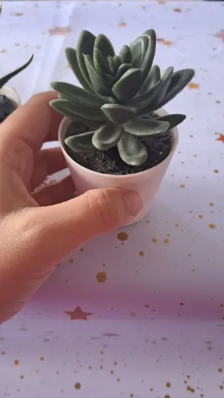 Pack 3 Plantas Decorativas Ikea