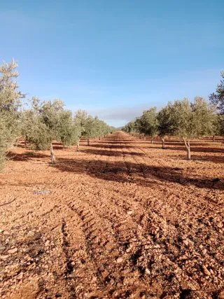 Finca de olivar y casa de campo en Valdepeñas C R