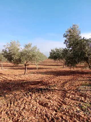 Finca de olivar y casa de campo en Valdepeñas C R