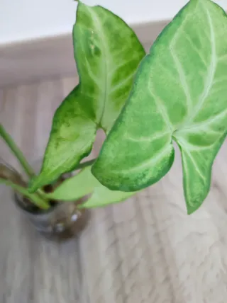 Syngonium tre varietà