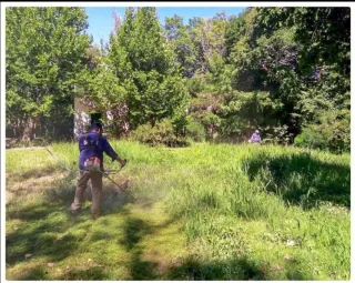 Limpieza de parcelas poda de árboles