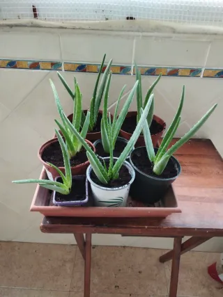 Planta Aloe Vera - Oferta 3x2.5€