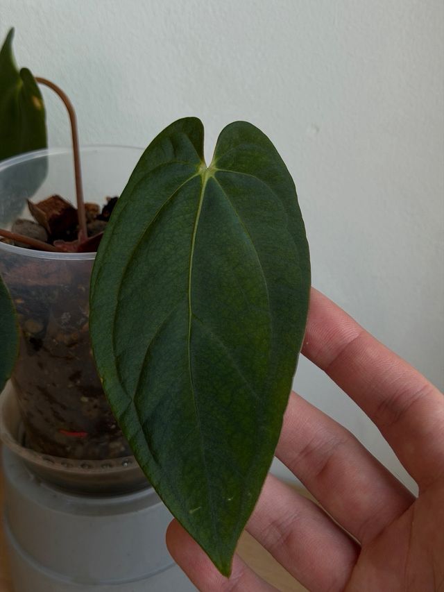 Anthurium Pap. sp BV x ((Carla x Antolakii)xDP) Q