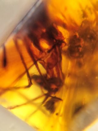 Ámbar Fósil Birmano Cretácico 99M Años