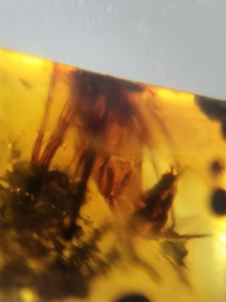 Ámbar Fósil Birmano Cretácico 99M Años