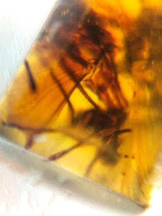 Ámbar Fósil Birmano Cretácico 99M Años