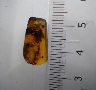 Ámbar Fósil Birmano Cretácico 99M Años