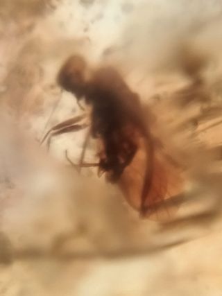 Ámbar birmano Fósil con Insecto Cretácico