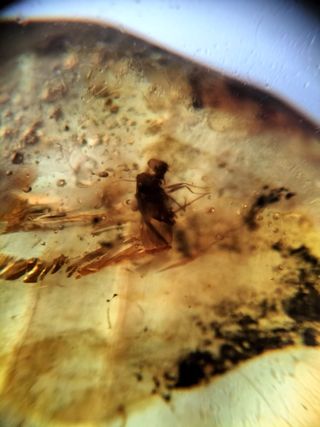 Ámbar birmano Fósil con Insecto Cretácico