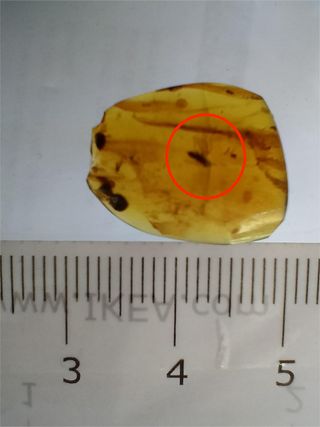 Ámbar Fósil Insecto Cretácico