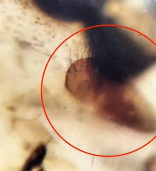 Ámbar Fósil Insecto Cretácico