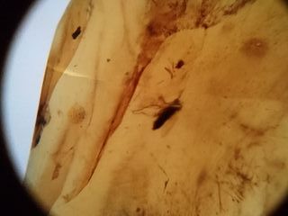 Ámbar Fósil Insecto Cretácico