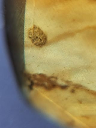 Ámbar Fósil Insecto Cretácico