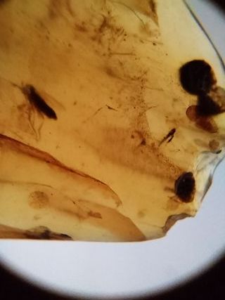Ámbar Fósil Insecto Cretácico