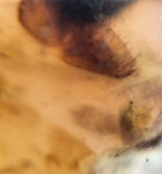 Ámbar Fósil Insecto Cretácico