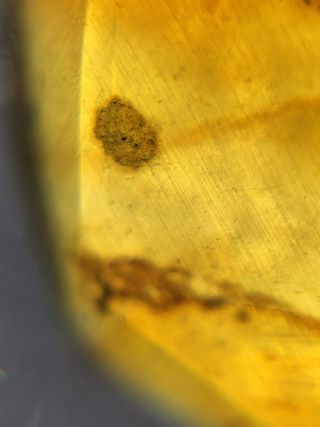 Ámbar Fósil Insecto Cretácico