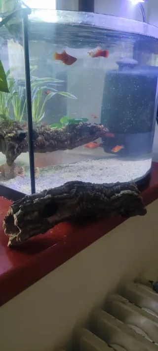 Tronco de alcornoque para acuario