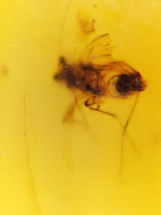 Ámbar Fósil con Insecto Cretácico