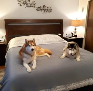 Fundas impermeables para mascotas