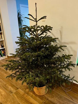 Abeto natural (maceta de mimbre no incluida)