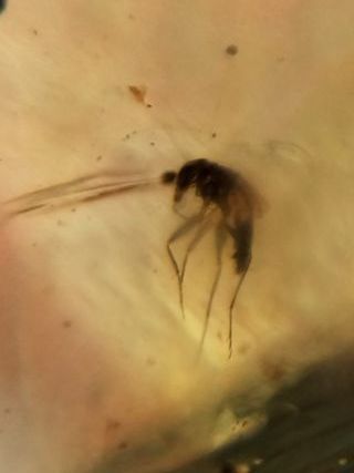 Ámbar Fósil con Insecto Cretácico