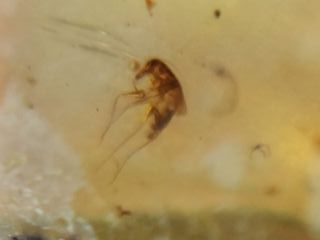 Ámbar Fósil con Insecto Cretácico