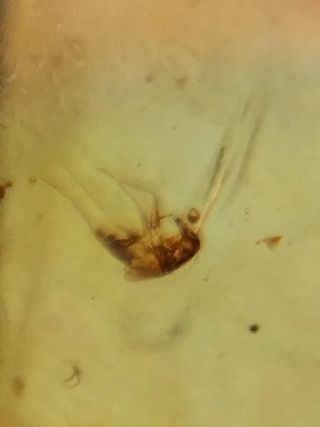 Ámbar Fósil con Insecto Cretácico