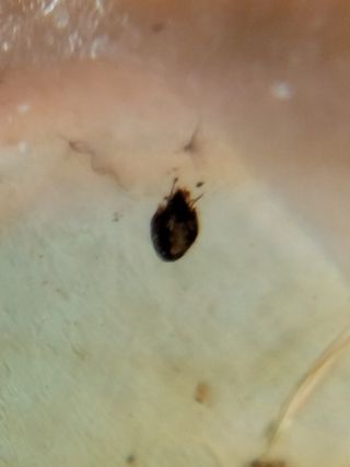 Ámbar Fósil con Insecto Cretácico