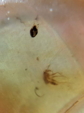 Ámbar Fósil con Insecto Cretácico