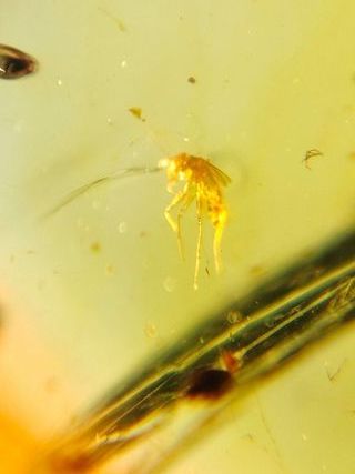 Ámbar Fósil con Insecto Cretácico