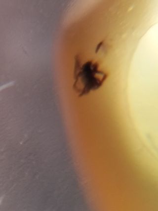 Ámbar Fósil con Insecto Cretácico