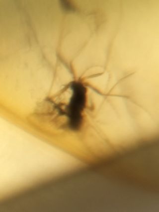 Ámbar Fósil con Insecto Cretácico