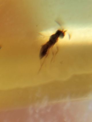 Ámbar Fósil con Insecto Cretácico