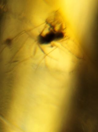 Ámbar Fósil con Insecto Cretácico