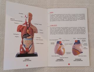 Juego Científico Descubriendo la Anatomía